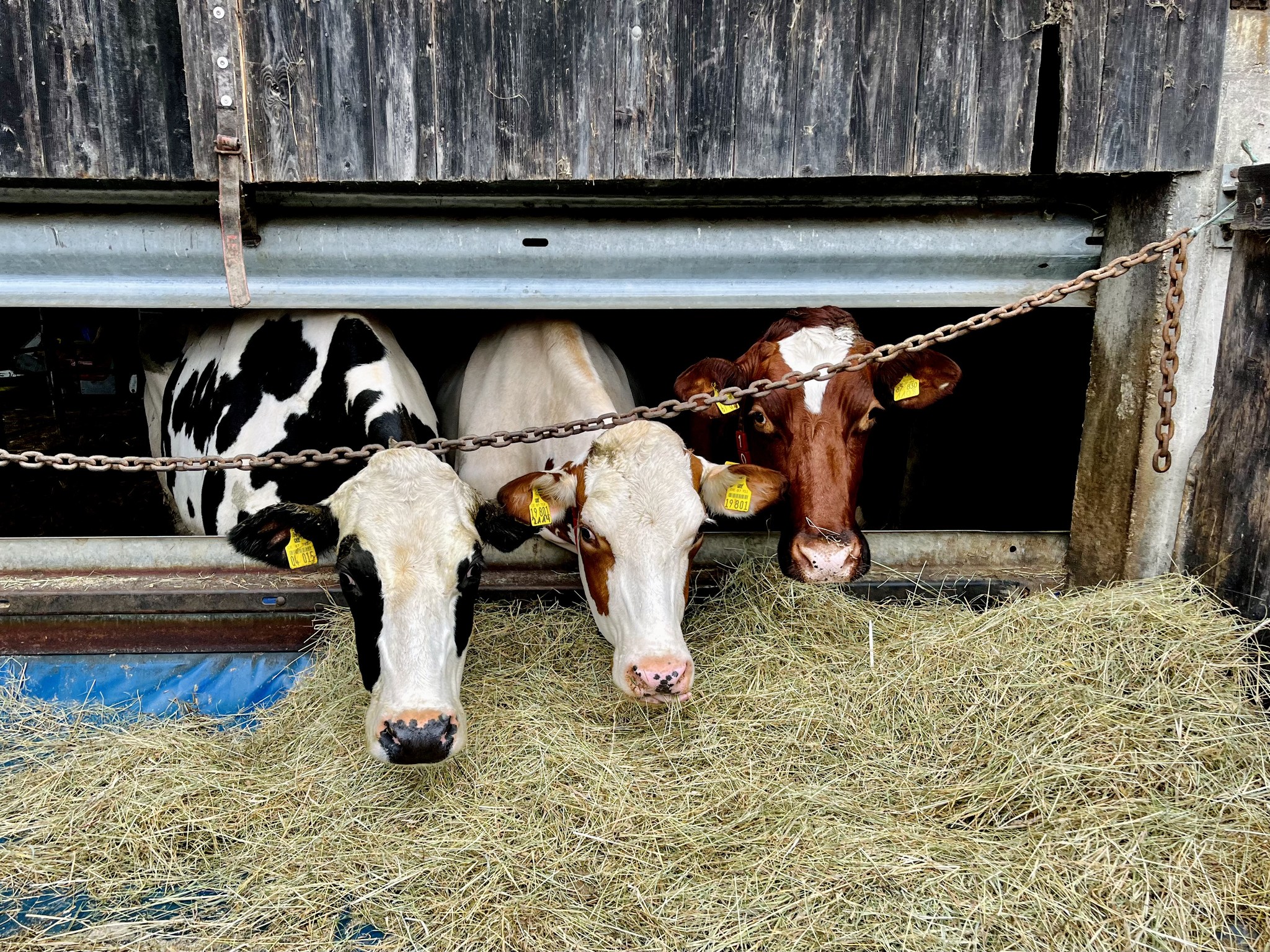494306799_4230443227238160_2262472309133418524_n Holzhäuser Milchbüdchen – hochwertige Milch direkt vom Landwirt