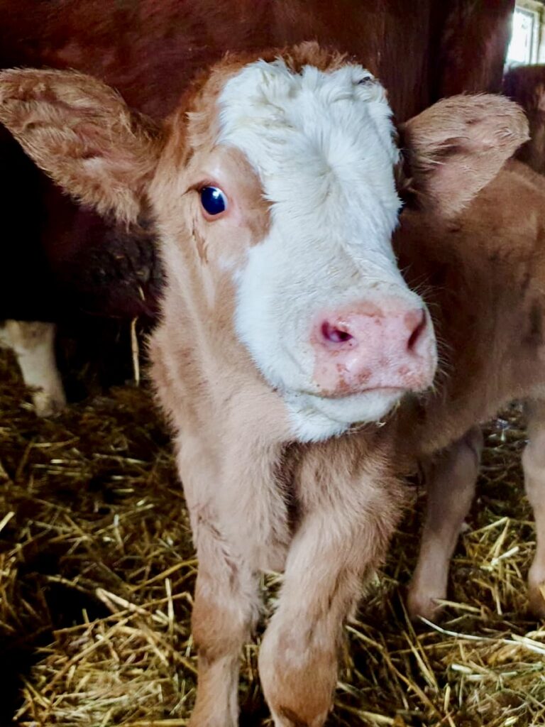 Kaelbchen-3-2-768x1024 Kartoffeln, Eier, Rindfleisch & Produkte vom Schwein - direkt vom Landwirt