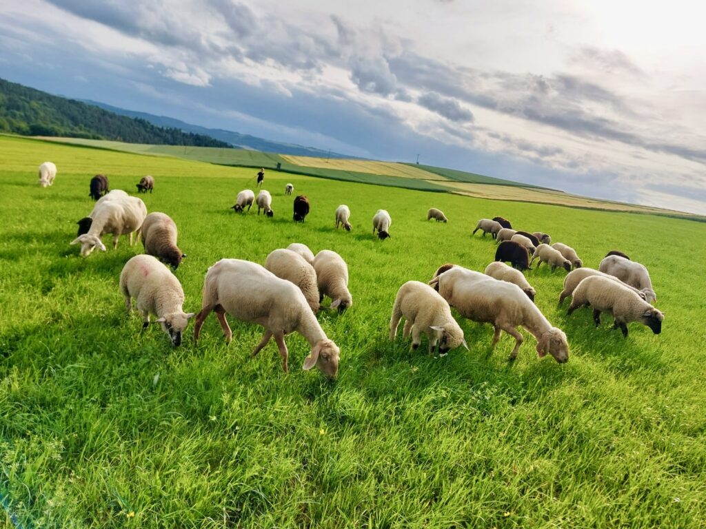 Schafe-2-1024x768 Kartoffeln, Eier, Rindfleisch & Produkte vom Schwein - direkt vom Landwirt