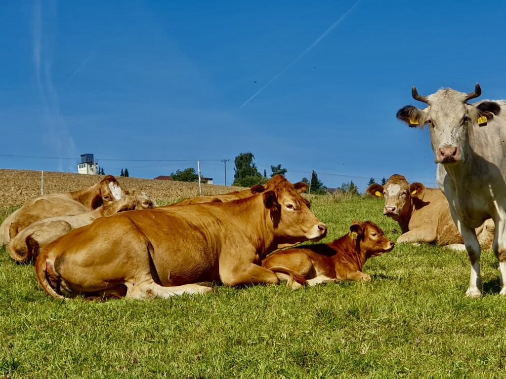 Weide-6-2-1024x768 Kartoffeln, Eier, Rindfleisch & Produkte vom Schwein - direkt vom Landwirt