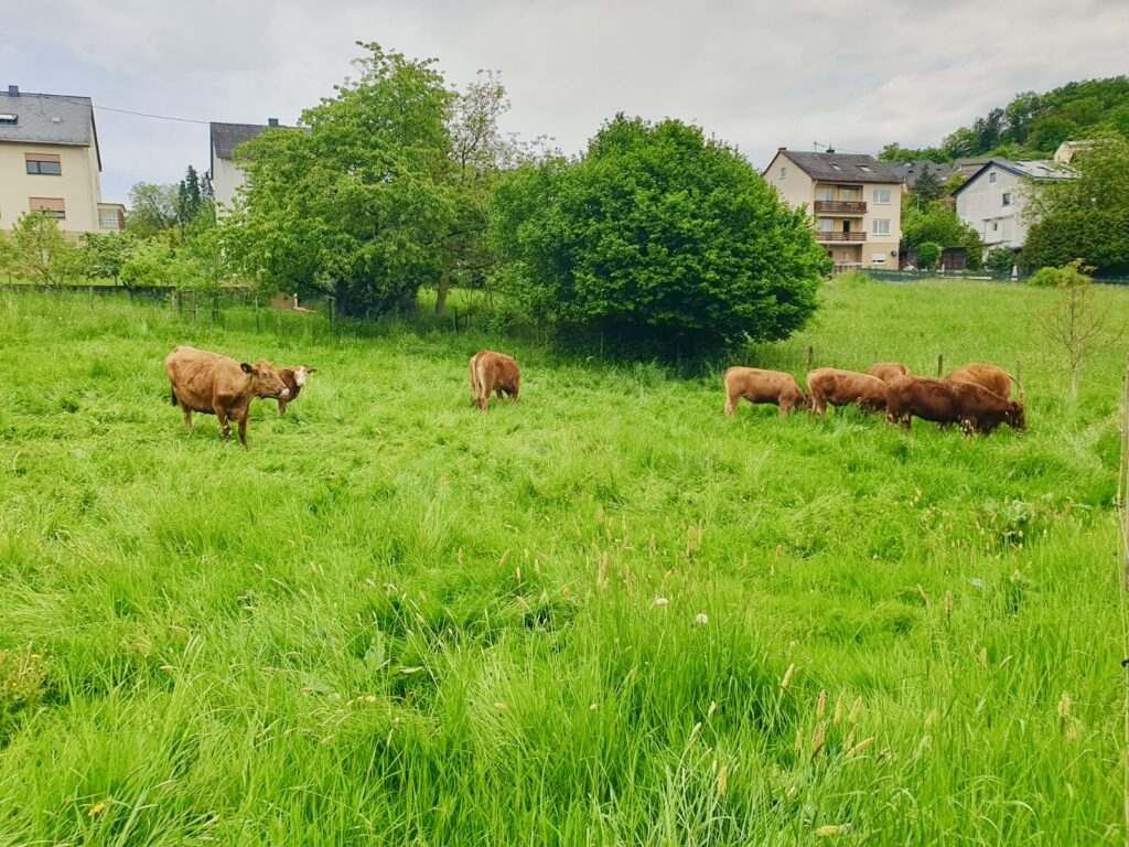 Weide-7-1024x768 Kartoffeln, Eier, Rindfleisch & Produkte vom Schwein - direkt vom Landwirt