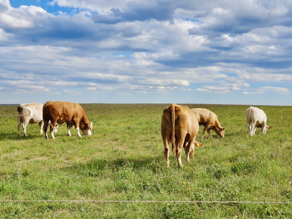 Weide-8-1024x768 Kartoffeln, Eier, Rindfleisch & Produkte vom Schwein - direkt vom Landwirt