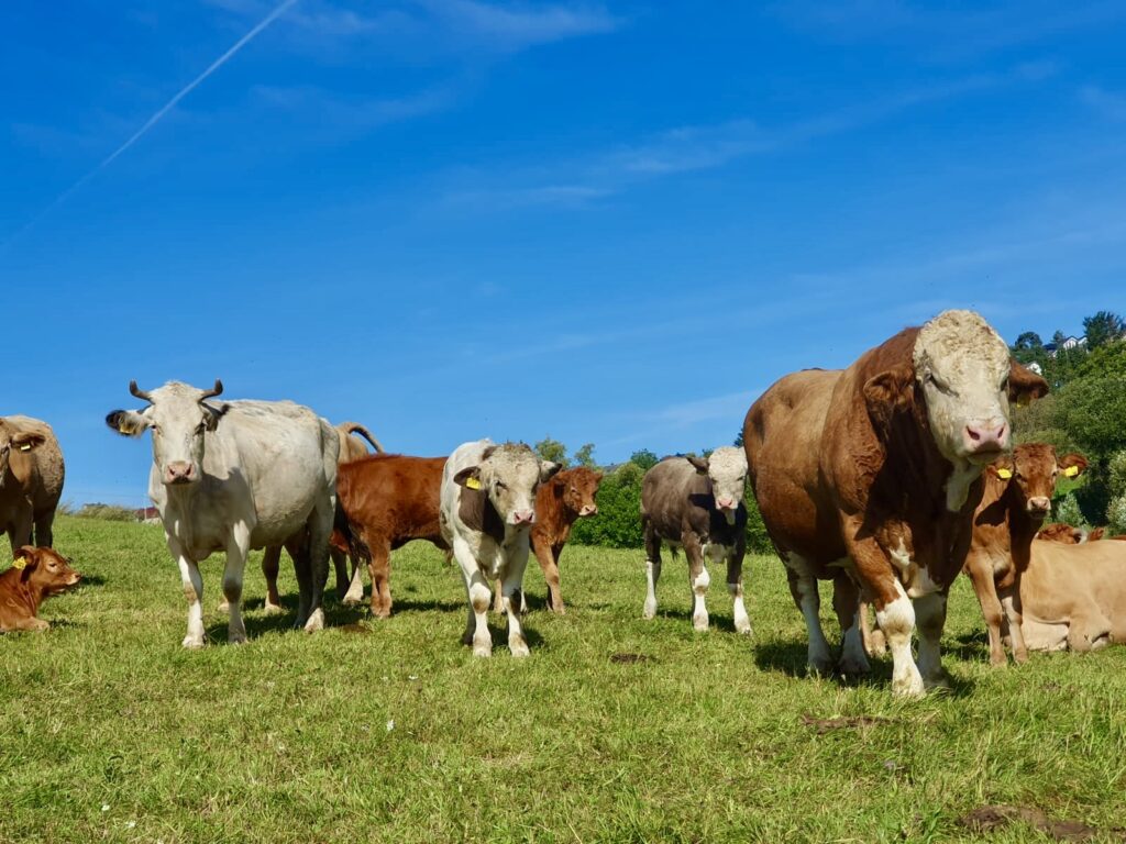 weide-2-2-1024x768 Kartoffeln, Eier, Rindfleisch & Produkte vom Schwein - direkt vom Landwirt