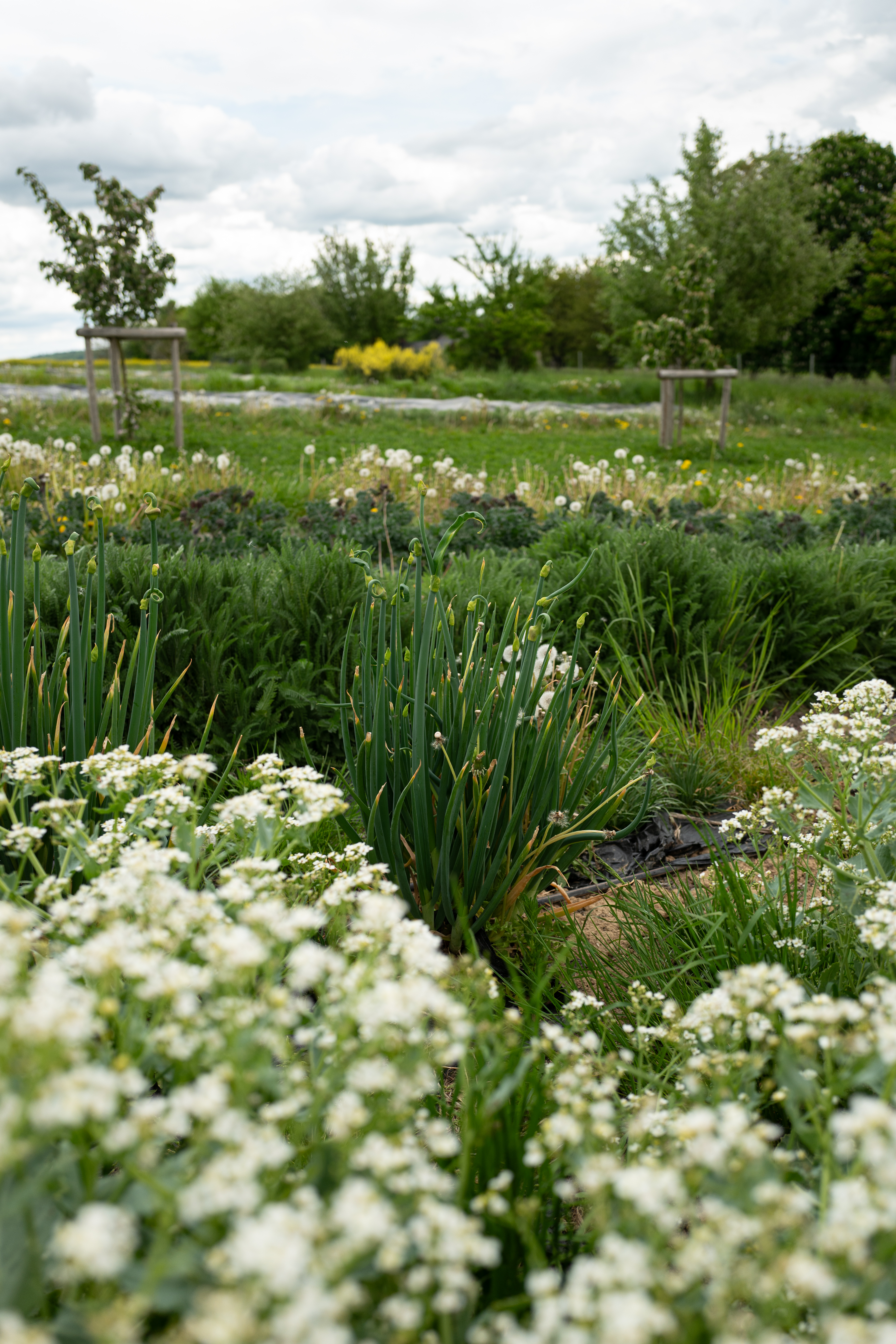 L1190147 Zwischen Erde, Mut und Handarbeit – Oelsberger Gartengemüse