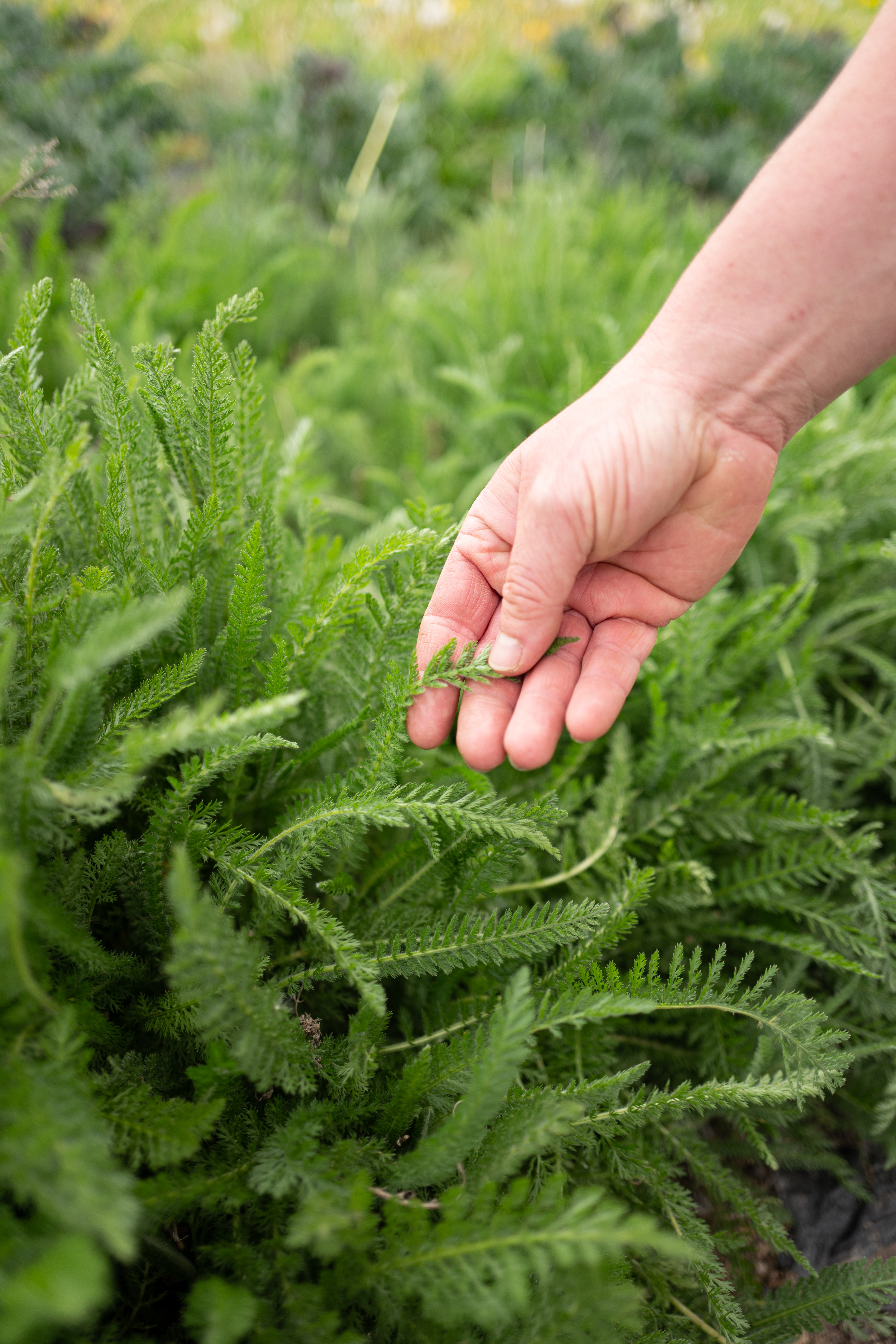 L1190151 Zwischen Erde, Mut und Handarbeit – Oelsberger Gartengemüse