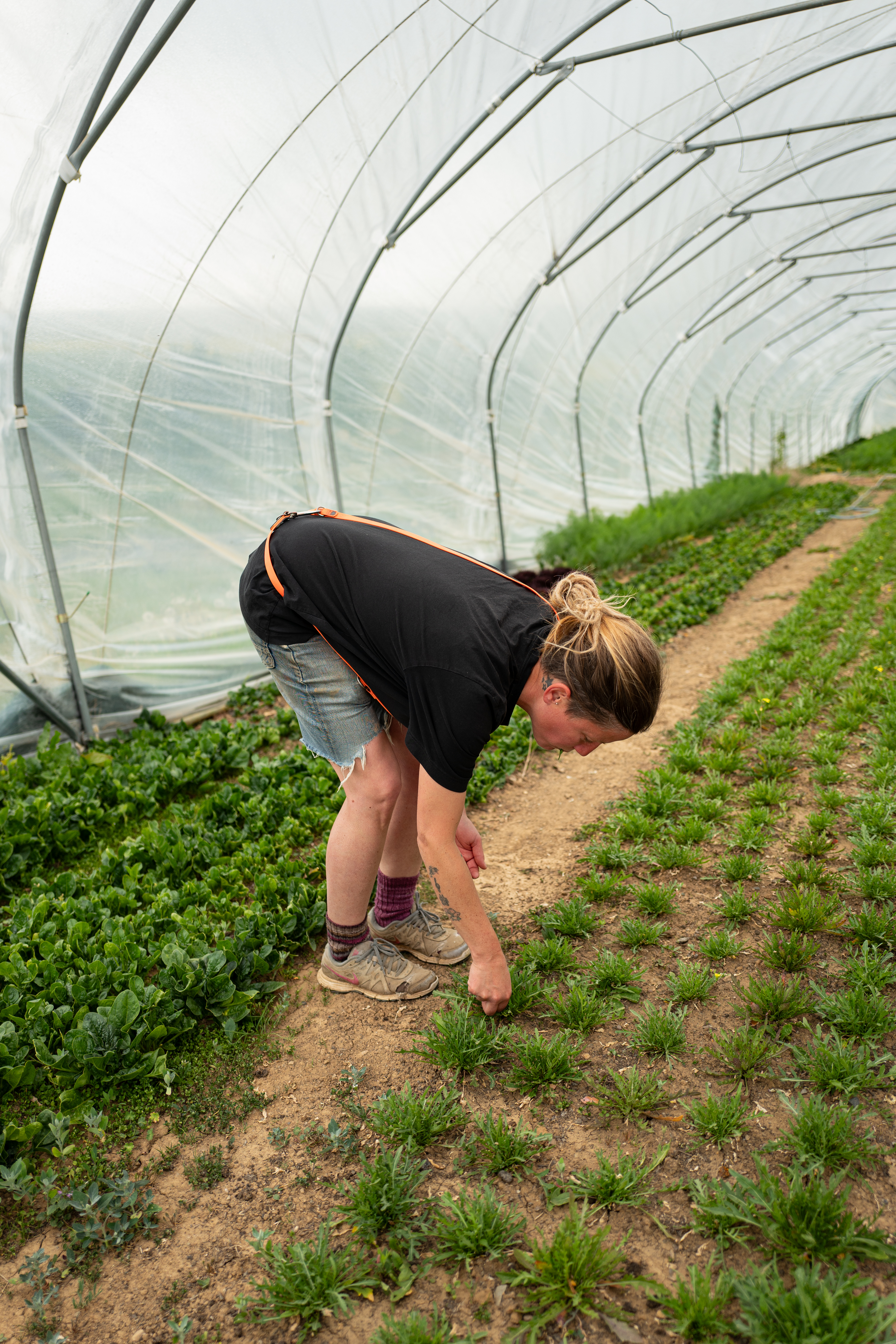 L1190164 Zwischen Erde, Mut und Handarbeit – Oelsberger Gartengemüse