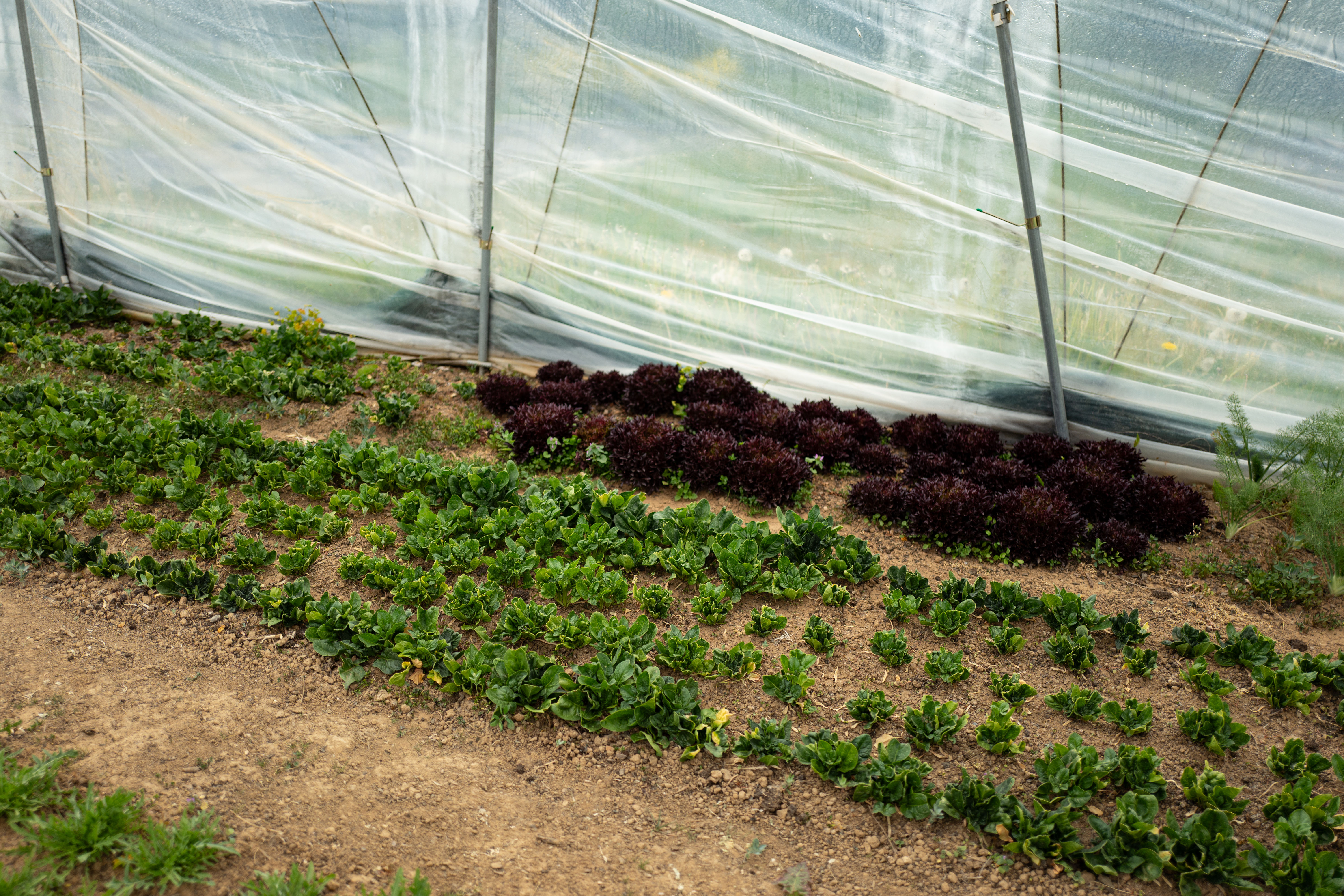 L1190171 Zwischen Erde, Mut und Handarbeit – Oelsberger Gartengemüse