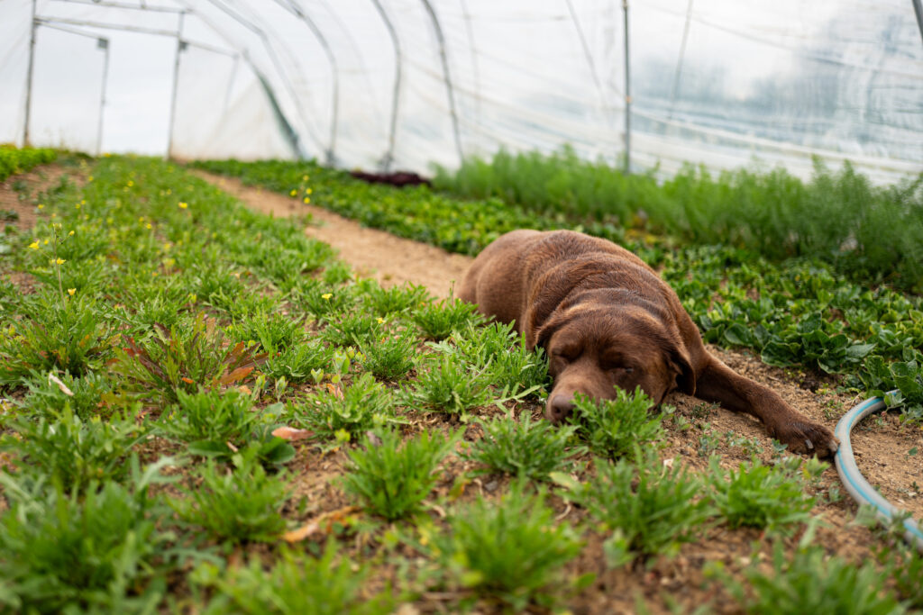 L1190184-1024x683 Zwischen Erde, Mut und Handarbeit – Oelsberger Gartengemüse