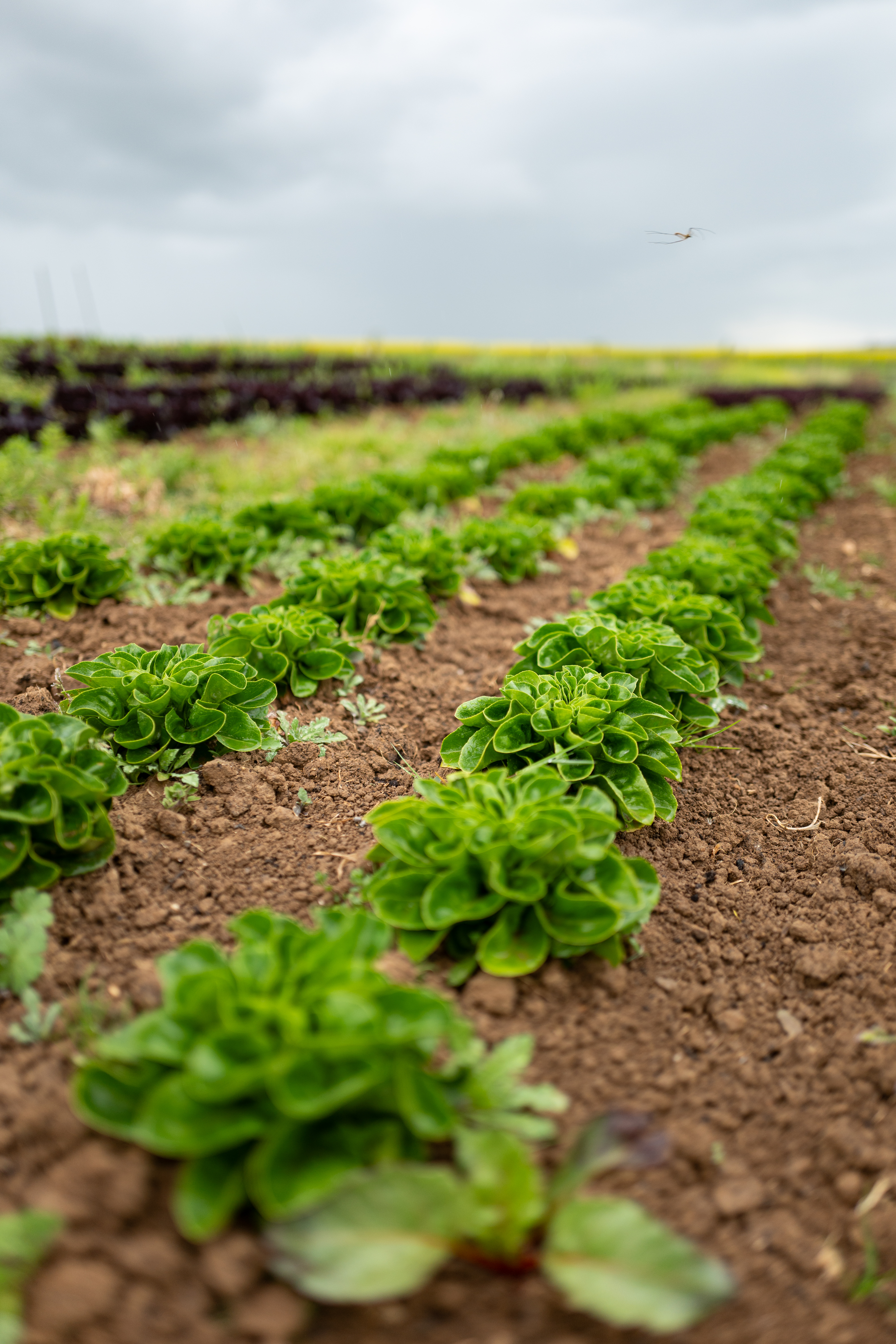 L1190187 Zwischen Erde, Mut und Handarbeit – Oelsberger Gartengemüse