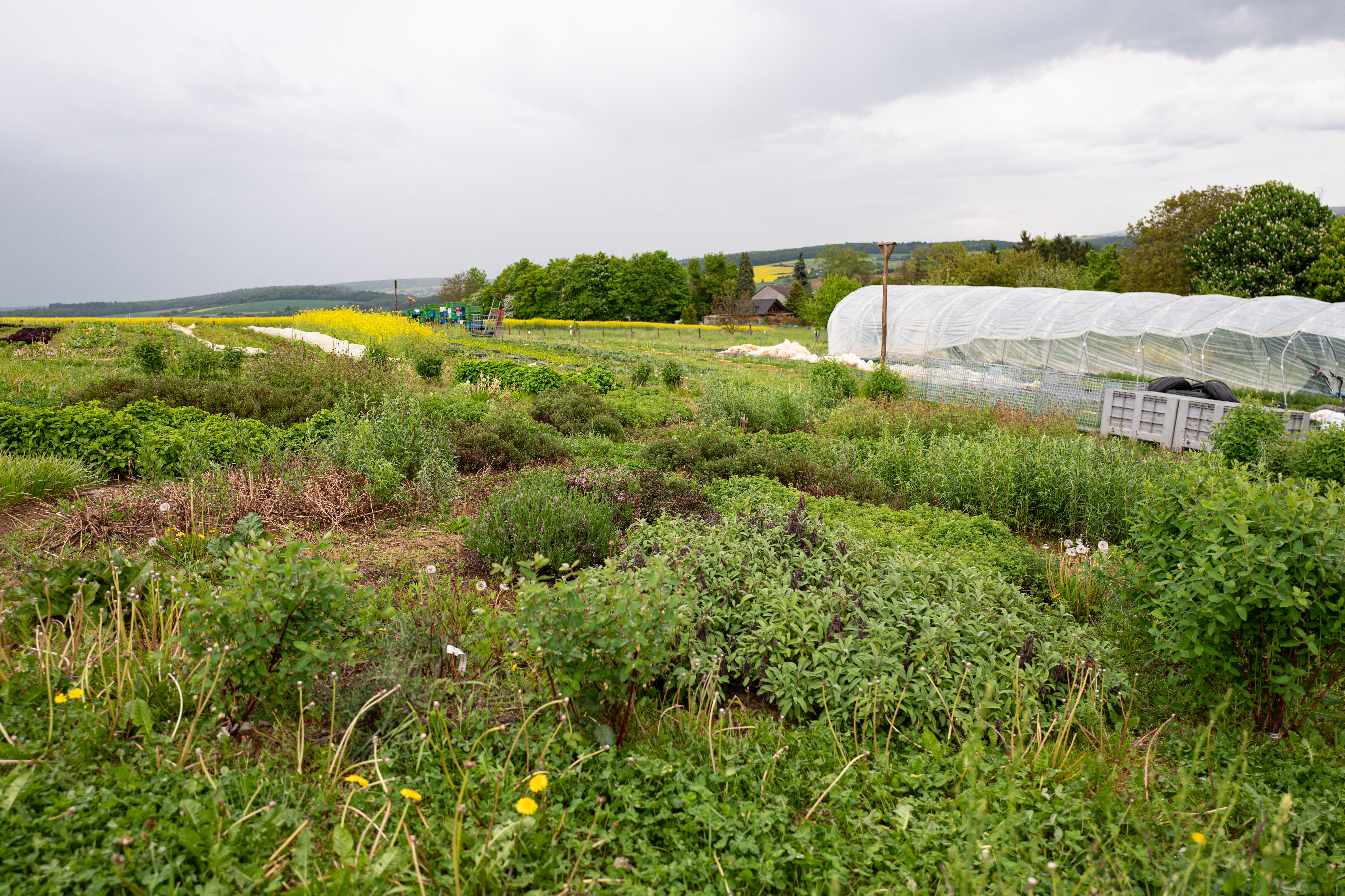 L1190210 Zwischen Erde, Mut und Handarbeit – Oelsberger Gartengemüse