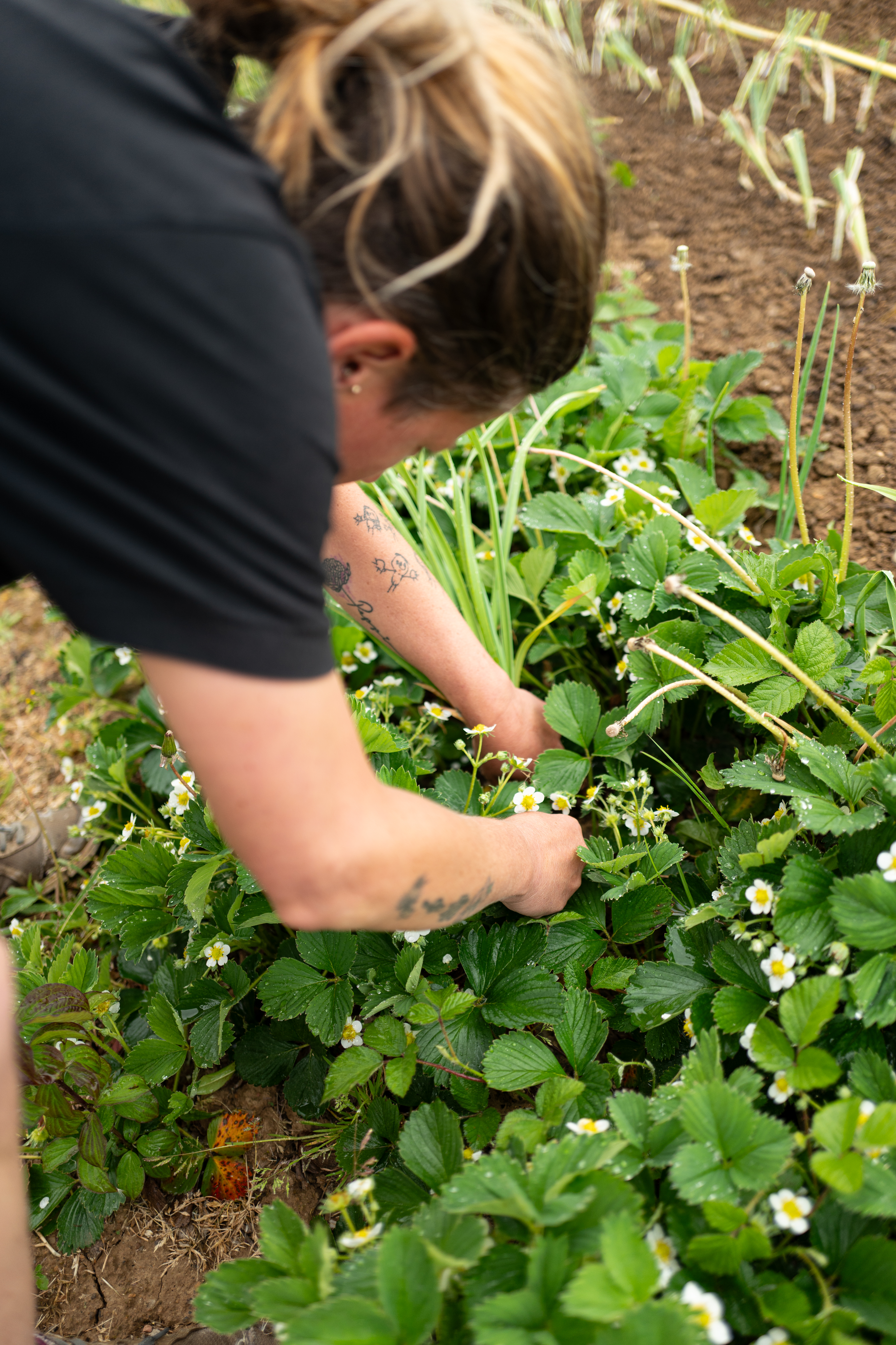 L1190211 Zwischen Erde, Mut und Handarbeit – Oelsberger Gartengemüse