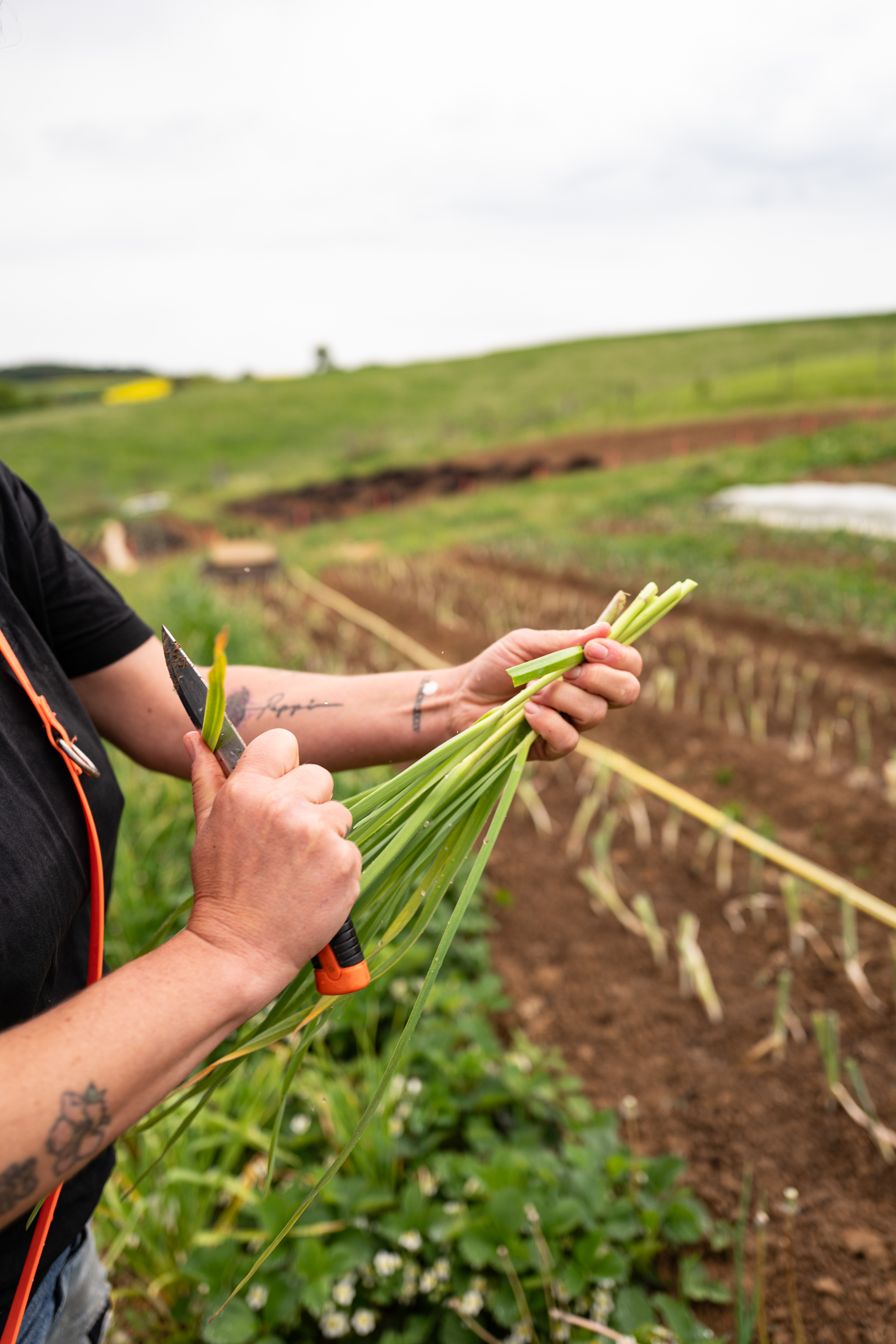 L1190212 Zwischen Erde, Mut und Handarbeit – Oelsberger Gartengemüse