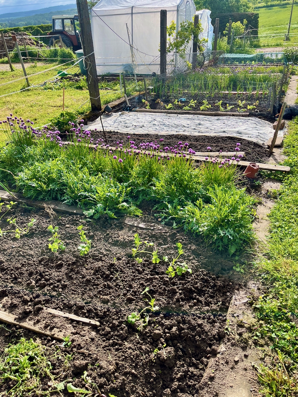 Rucolapesto-mit-Annemarie-Imgrund-2026-1 Rucola aus dem eigenen Garten wird zu(r) Pesto - Küchensession mit Annemarie Imgrund