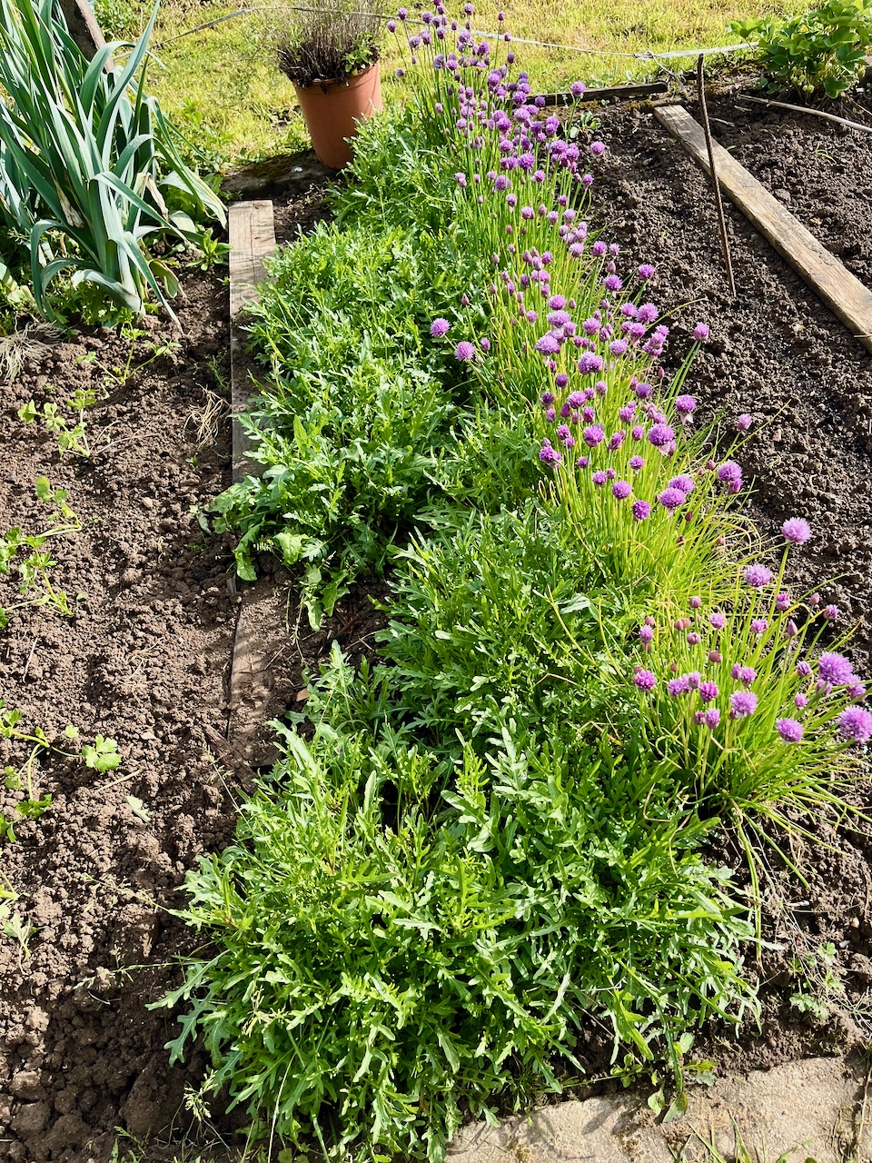Rucolapesto-mit-Annemarie-Imgrund-2026-2 Rucola aus dem eigenen Garten wird zu(r) Pesto - Küchensession mit Annemarie Imgrund