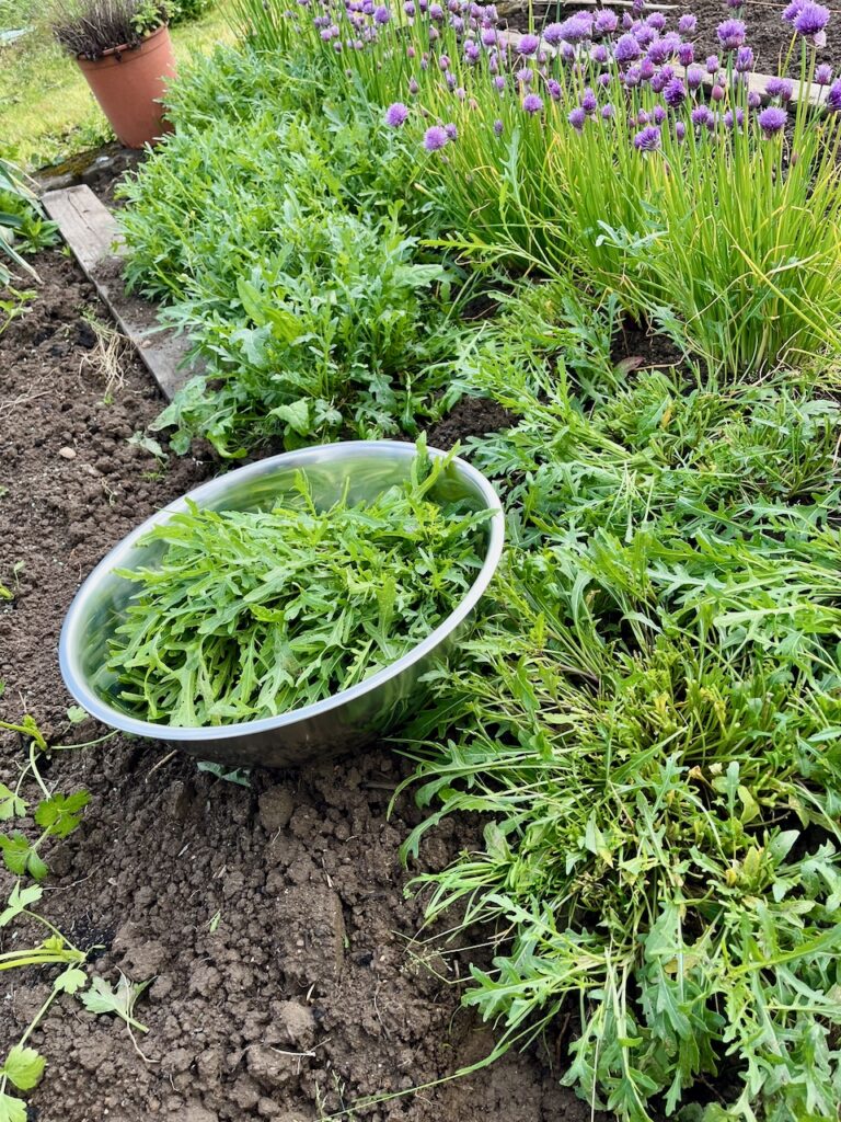 Rucolapesto-mit-Annemarie-Imgrund-2026-3-768x1024 Rucola aus dem eigenen Garten wird zu(r) Pesto - Küchensession mit Annemarie Imgrund