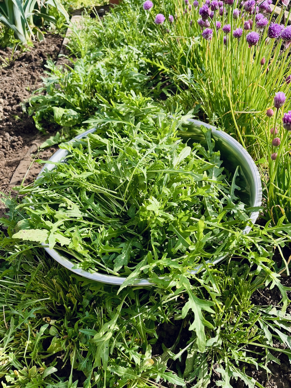Rucolapesto-mit-Annemarie-Imgrund-2026-4 Rucola aus dem eigenen Garten wird zu(r) Pesto - Küchensession mit Annemarie Imgrund