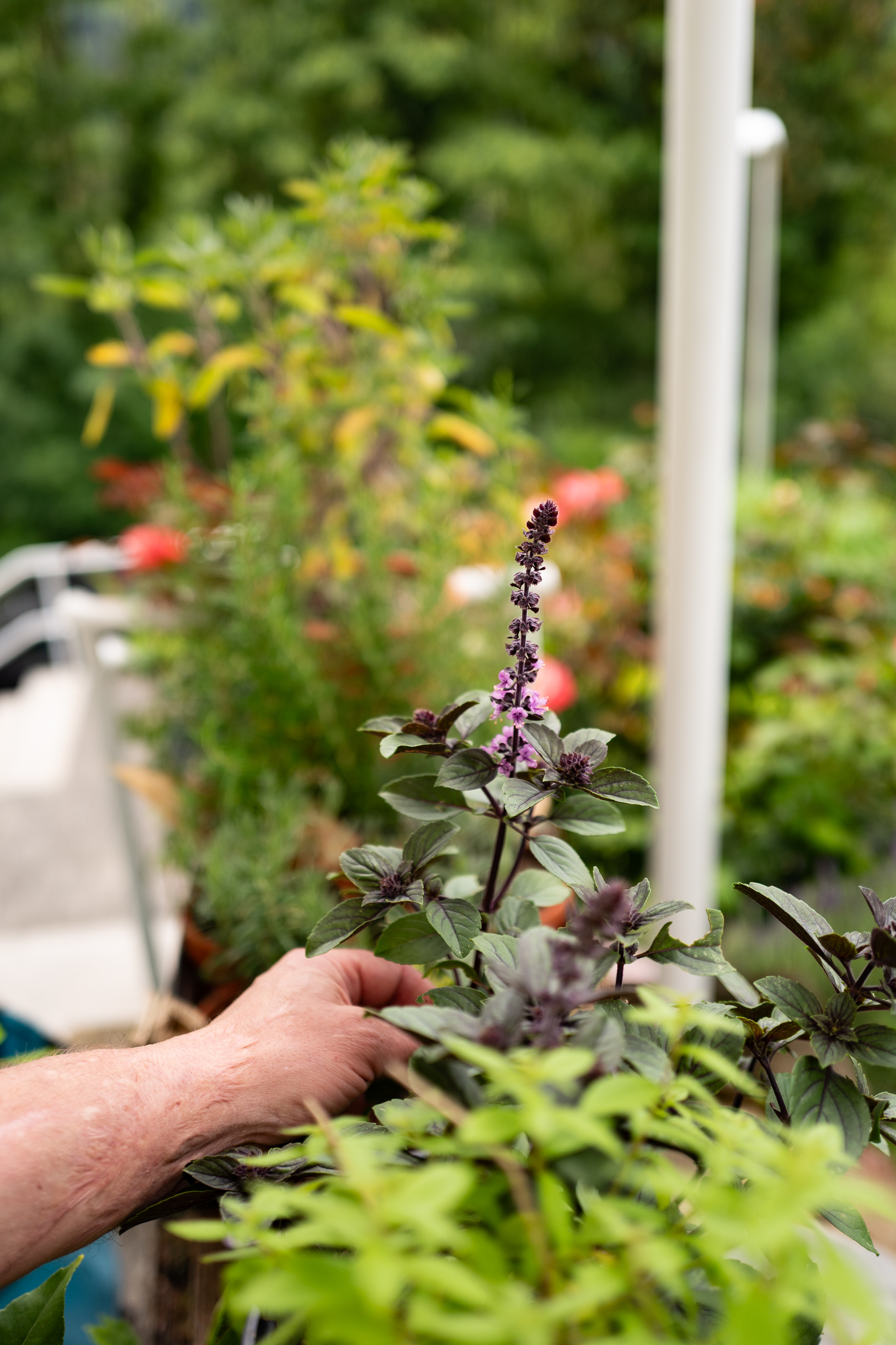 L1190641 Ueter & Herbs: Kräuter, Genuss und gelebte Leidenschaft in Bad Ems