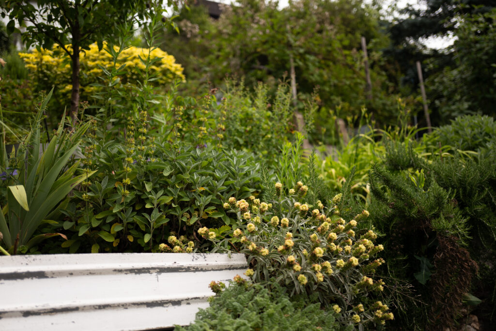 L1190673-1024x683 Ueter & Herbs: Kräuter, Genuss und gelebte Leidenschaft in Bad Ems
