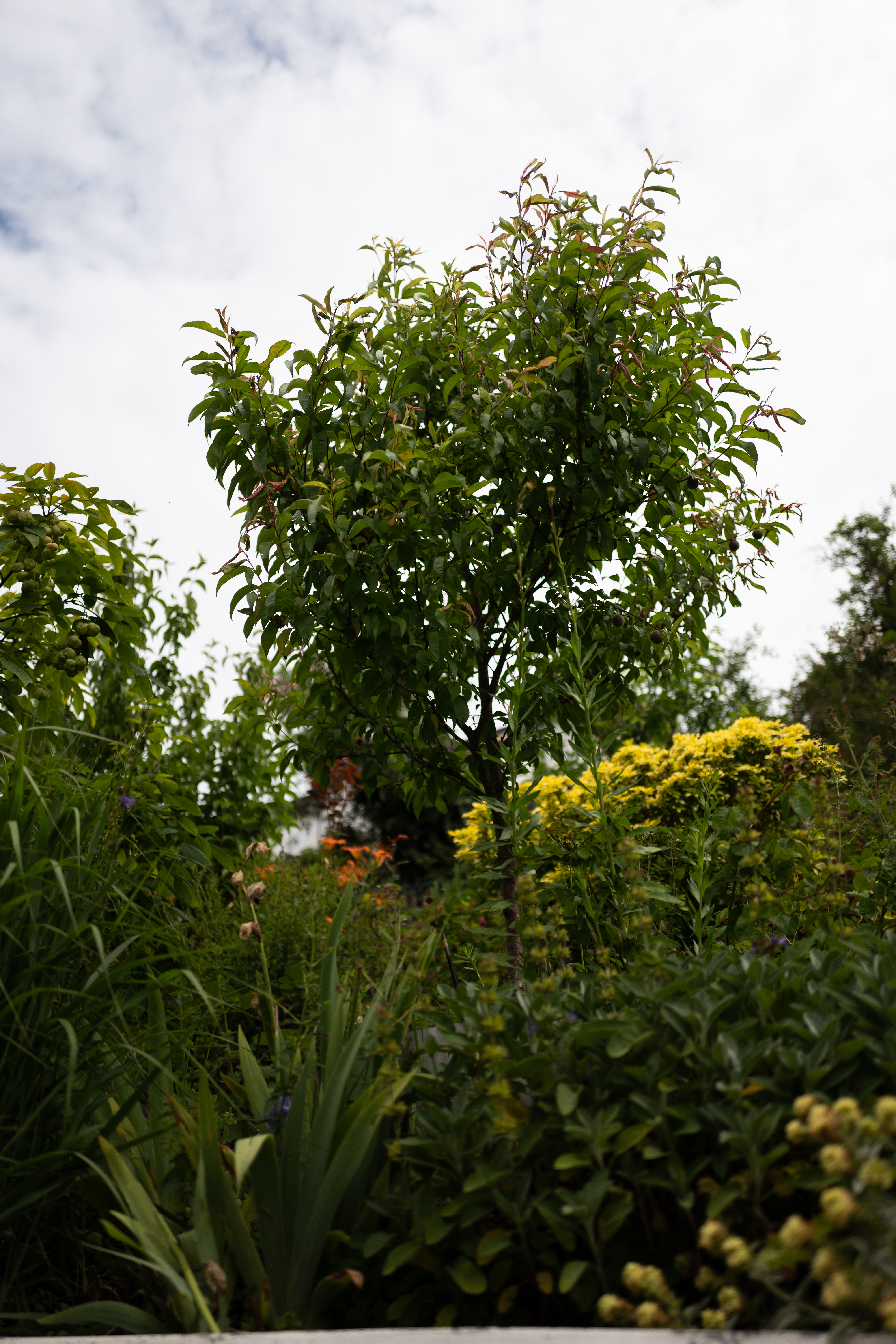 L1190674 Ueter & Herbs: Kräuter, Genuss und gelebte Leidenschaft in Bad Ems