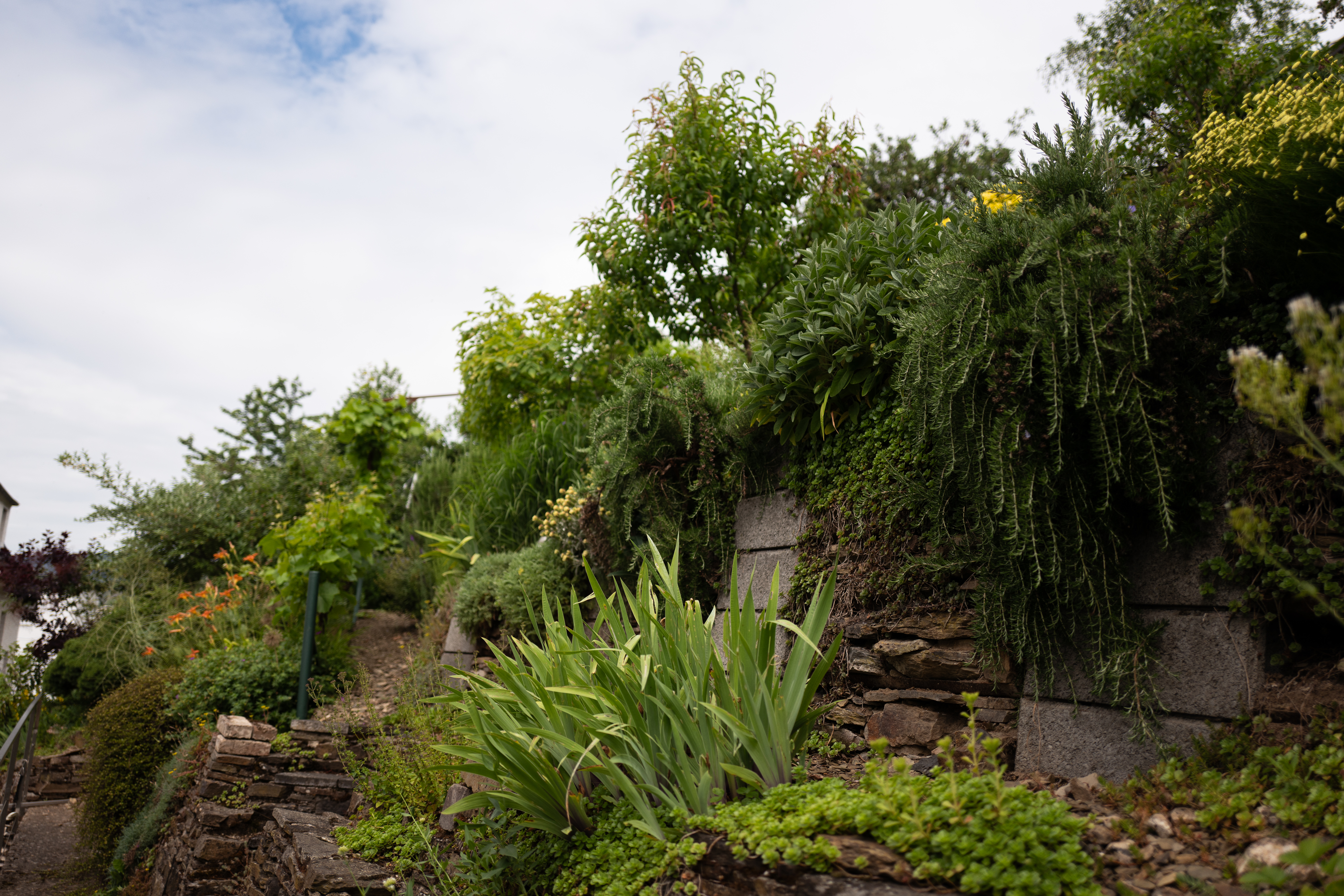 L1190676 Ueter & Herbs: Kräuter, Genuss und gelebte Leidenschaft in Bad Ems