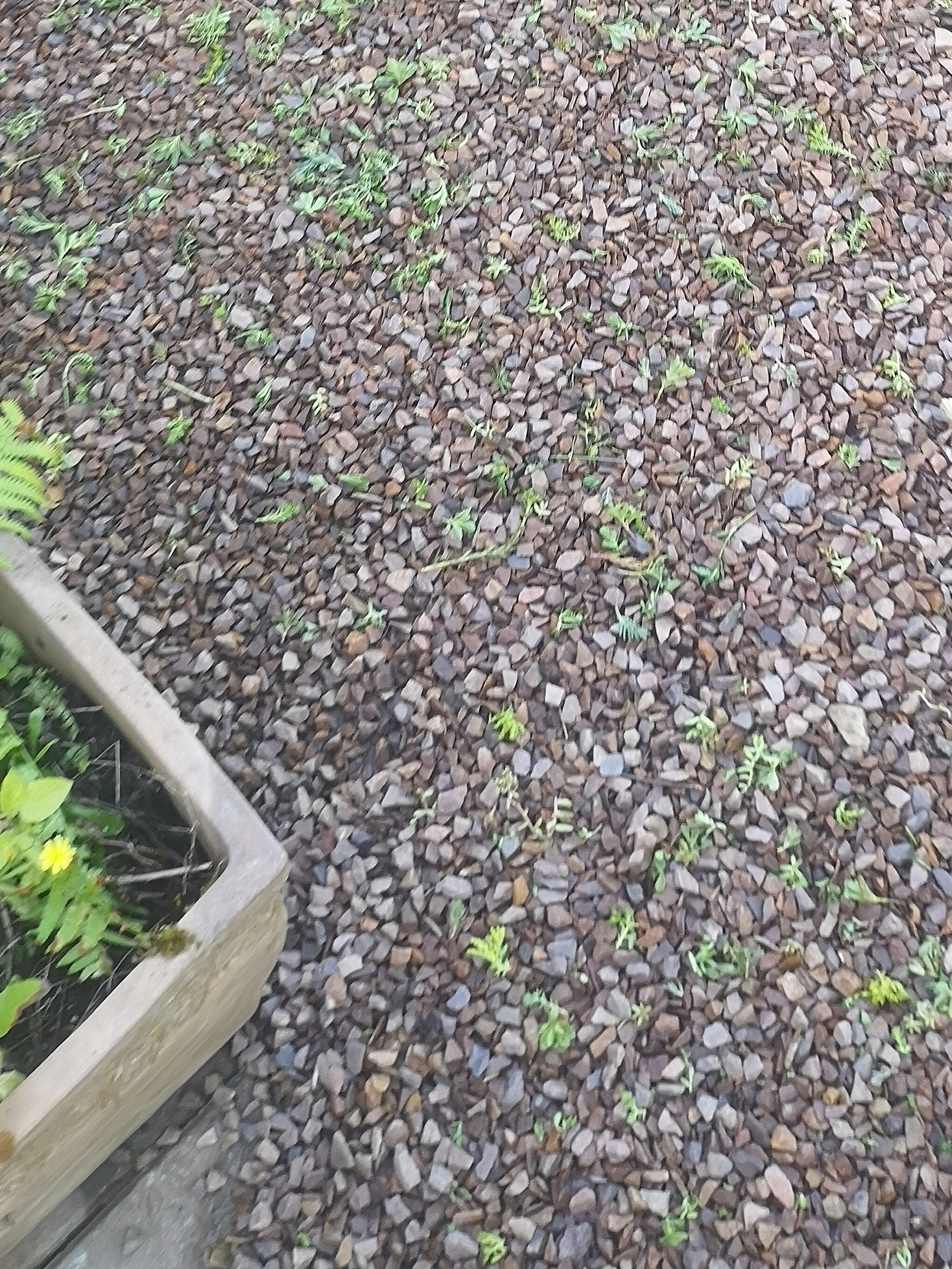 MensfelderSteinmit-Sedum "Hast schon wieder die Gummistiefel an"
