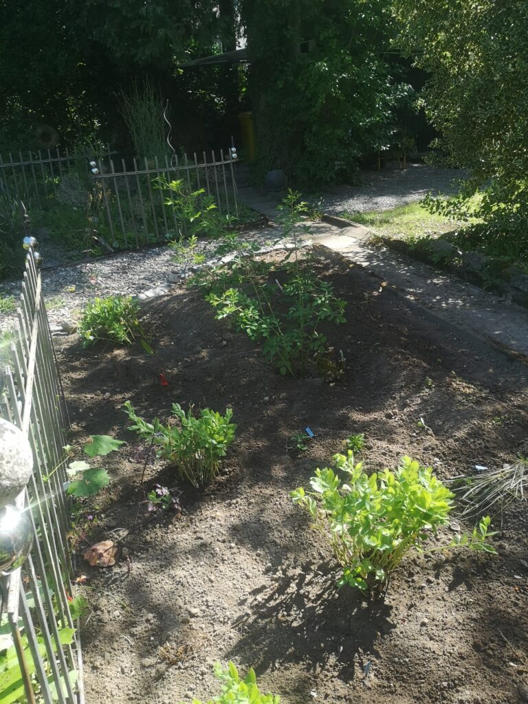 Neugepflanzt-768x1024 "Hast schon wieder die Gummistiefel an"