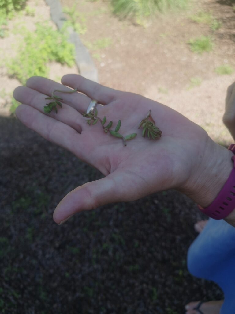 Sedum-in-der-Hand-768x1024 "Hast schon wieder die Gummistiefel an"