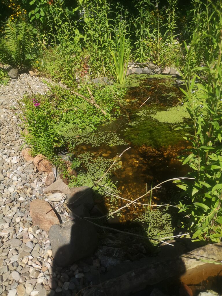 Teich1-768x1024 "Hast schon wieder die Gummistiefel an"