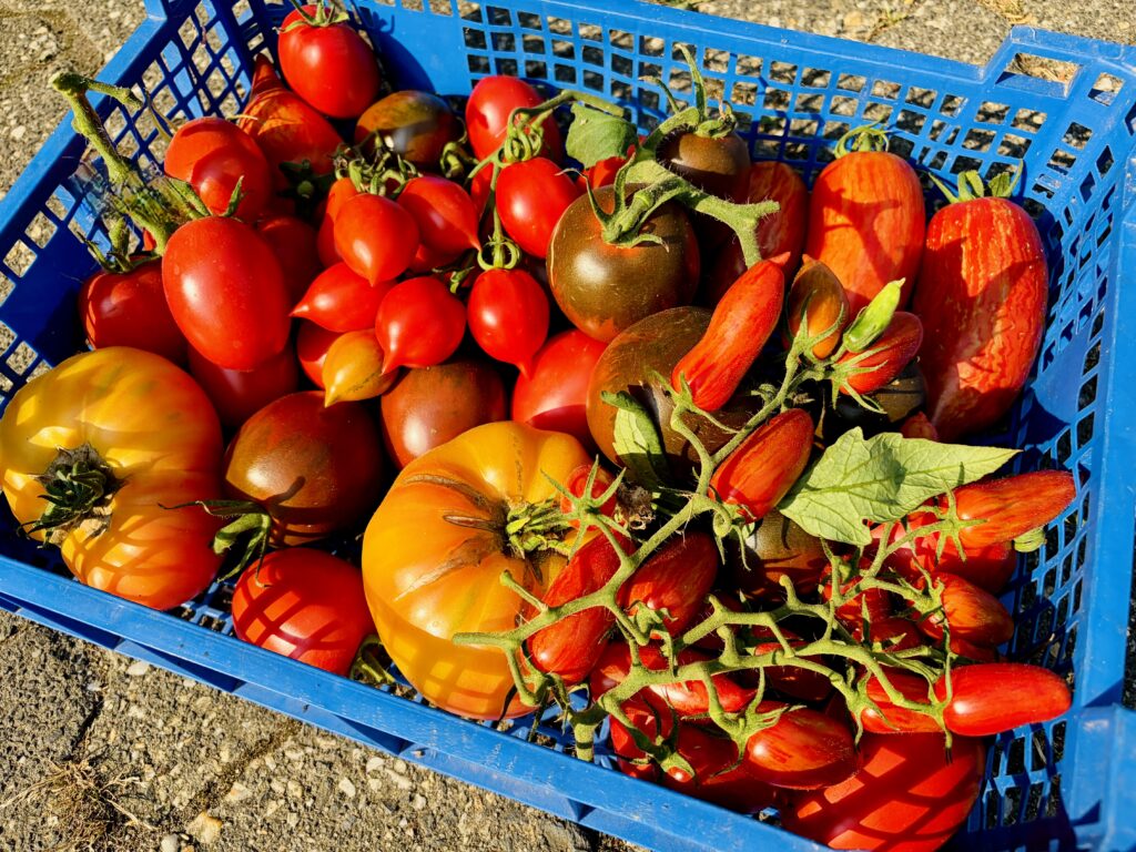 IMG_3351-1024x768 Regionale Tomaten für den Rhein-Lahn-Kreis?! Tomaten aus der Region: Geschmack, Vielfalt und kurze Wege