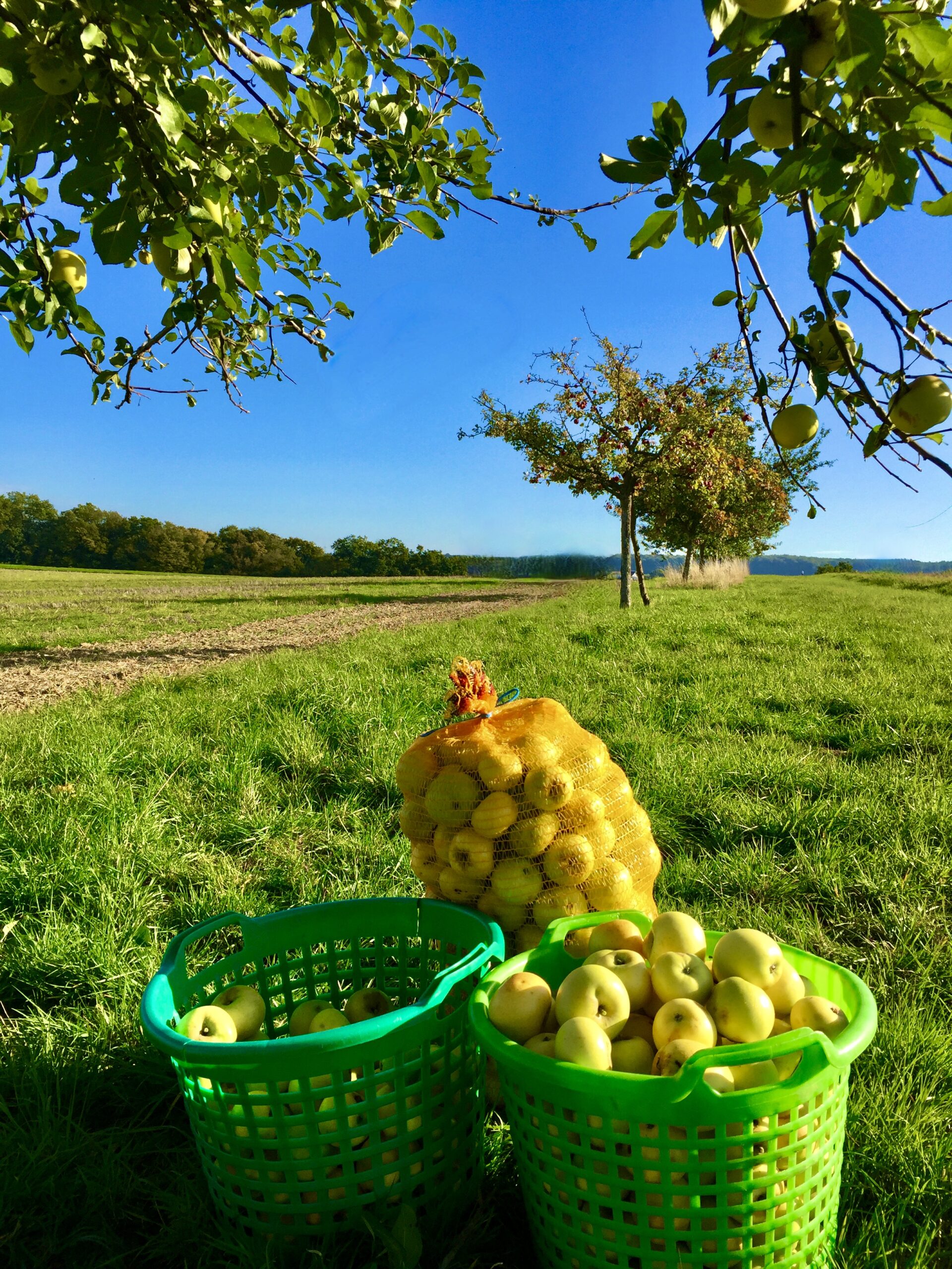 IMG_5972-scaled Klarapfel im Rhein-Lahn-Kreis: Der Augustapfel eröffnet die Saftsaison