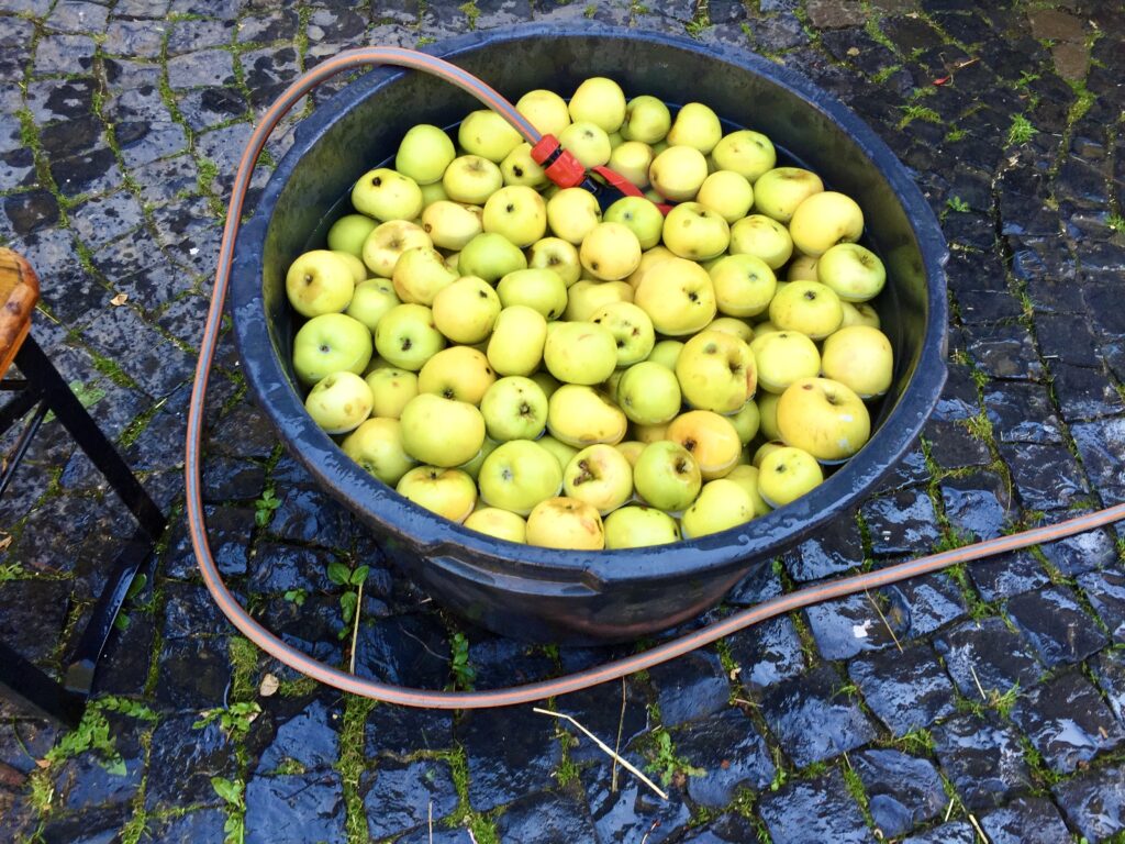 IMG_5999-1024x768 Klarapfel im Rhein-Lahn-Kreis: Der Augustapfel eröffnet die Saftsaison