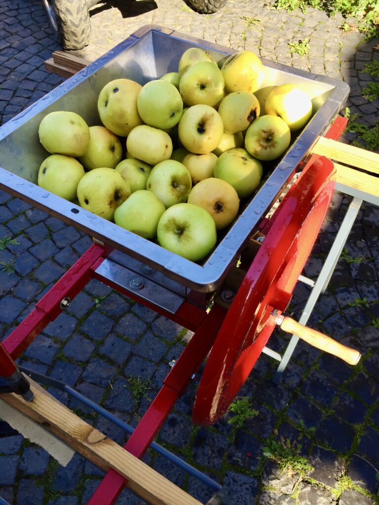 IMG_6018-768x1024 Klarapfel im Rhein-Lahn-Kreis: Der Augustapfel eröffnet die Saftsaison