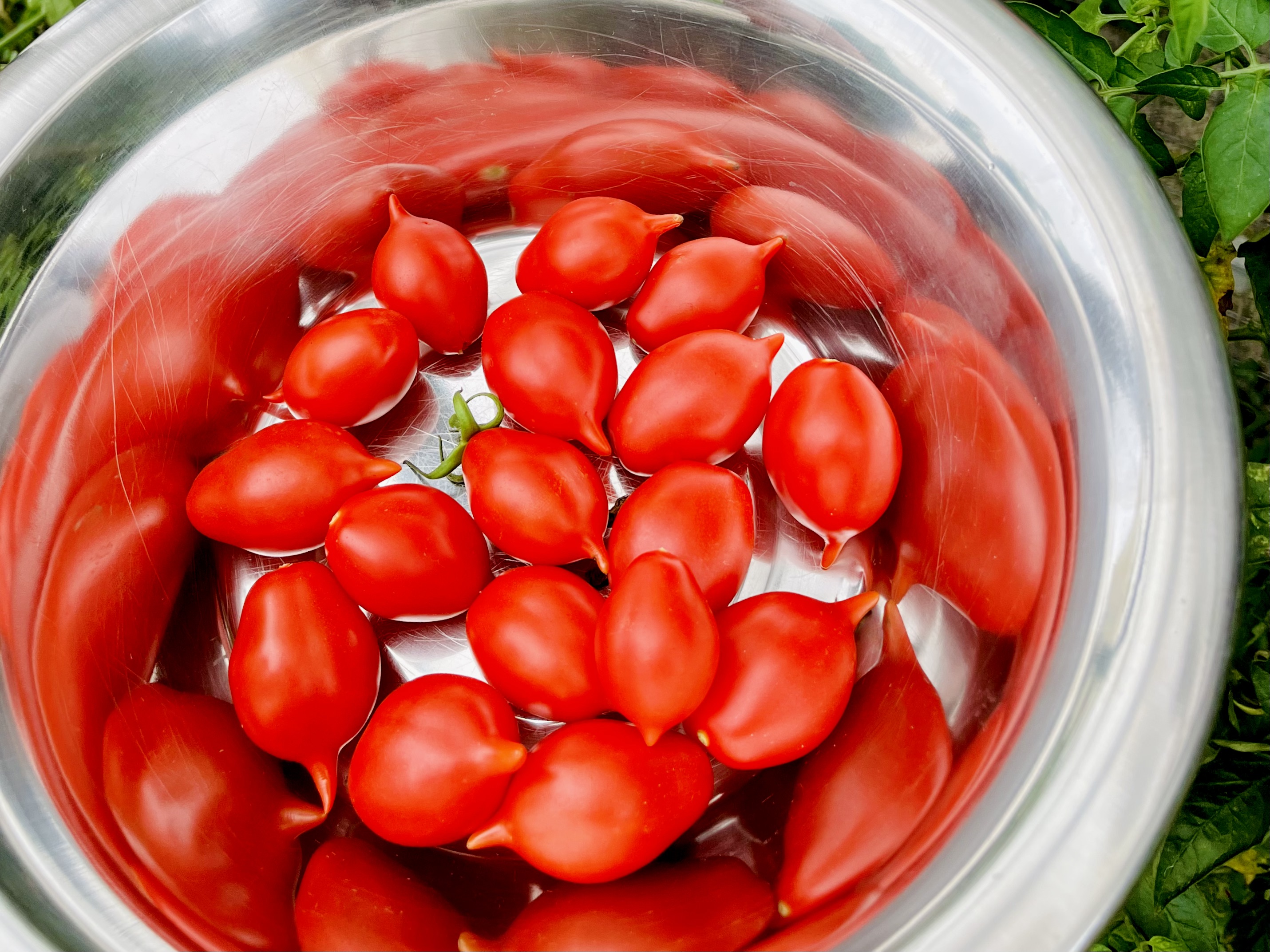 IMG_6260 Regionale Tomaten für den Rhein-Lahn-Kreis?! Tomaten aus der Region: Geschmack, Vielfalt und kurze Wege