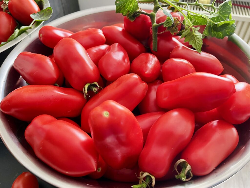 IMG_6763-2-1024x768 Regionale Tomaten für den Rhein-Lahn-Kreis?! Tomaten aus der Region: Geschmack, Vielfalt und kurze Wege