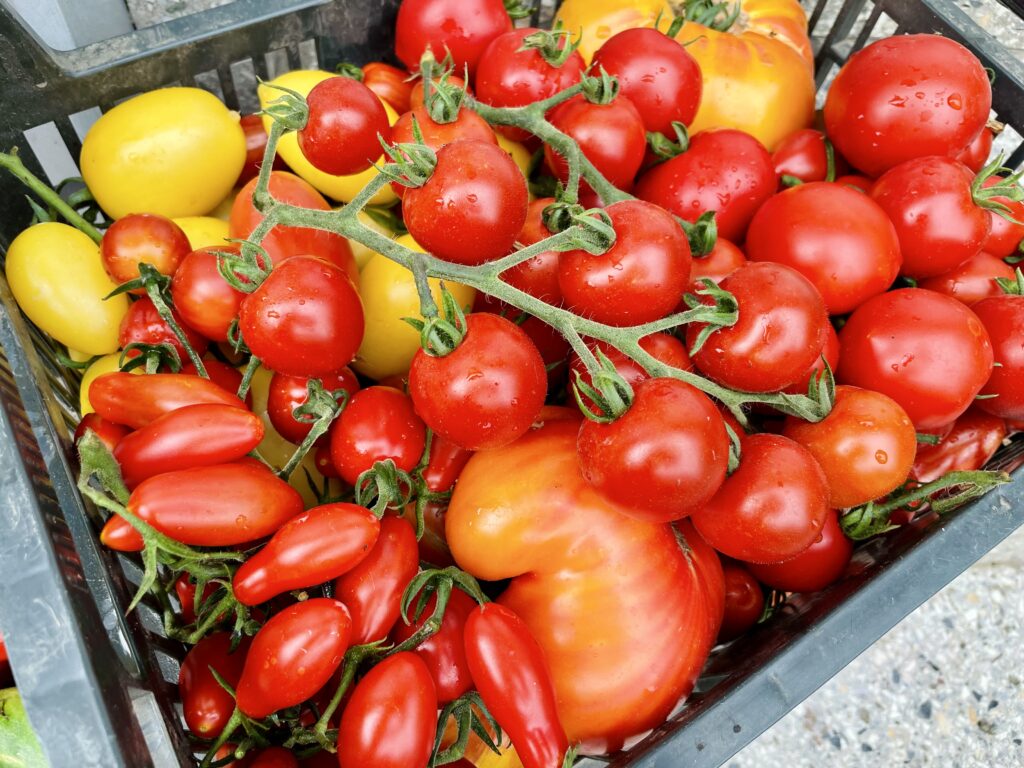 IMG_9697-1024x768 Regionale Tomaten für den Rhein-Lahn-Kreis?! Tomaten aus der Region: Geschmack, Vielfalt und kurze Wege