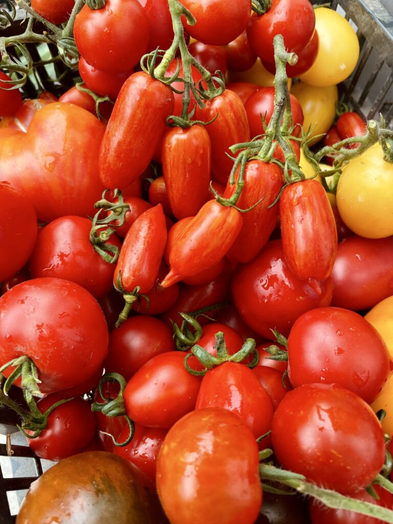 IMG_9732-768x1024 Regionale Tomaten für den Rhein-Lahn-Kreis?! Tomaten aus der Region: Geschmack, Vielfalt und kurze Wege