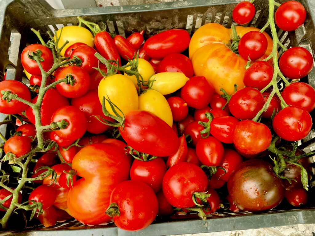 IMG_9751-1024x768 Regionale Tomaten für den Rhein-Lahn-Kreis?! Tomaten aus der Region: Geschmack, Vielfalt und kurze Wege