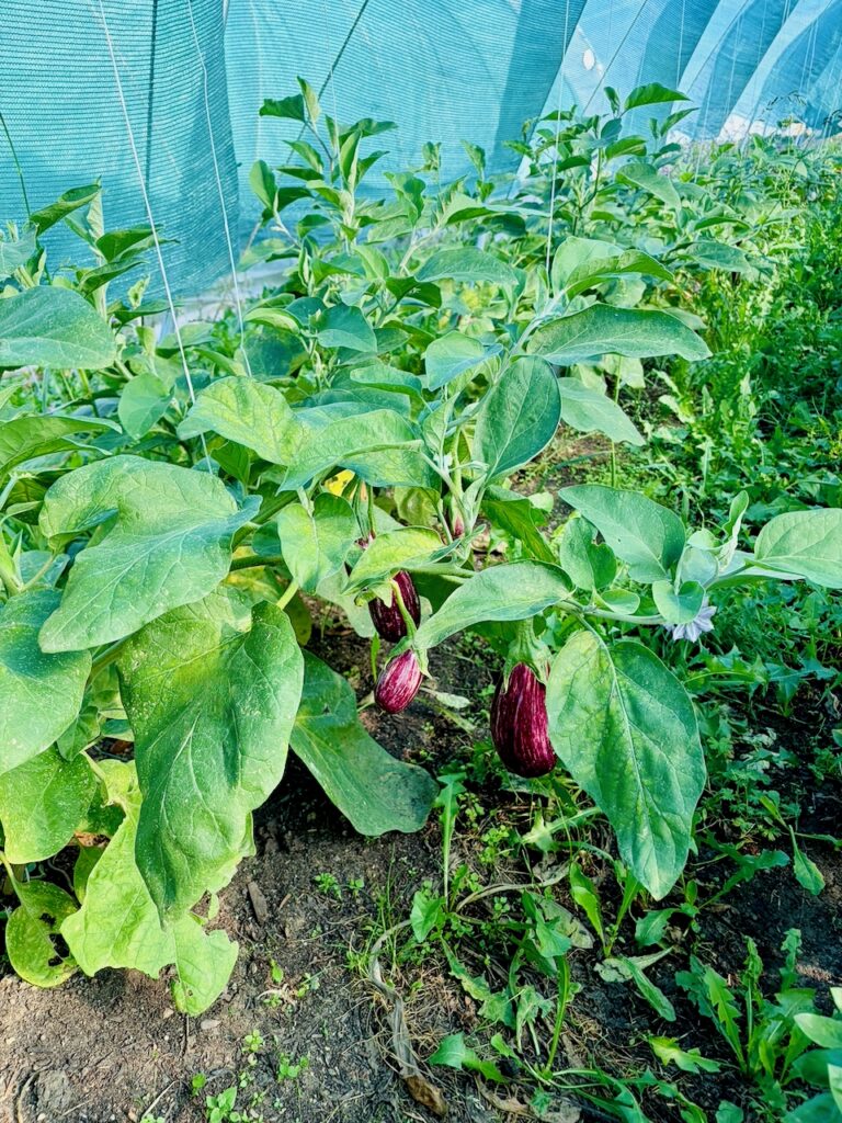 Oelsberger-Gartengemuese-2026-15-768x1024 Timo & Line vom Oelsberger Gartengemüse – Qualität, Frische, Geschmack & Aroma sind das Wichtigste