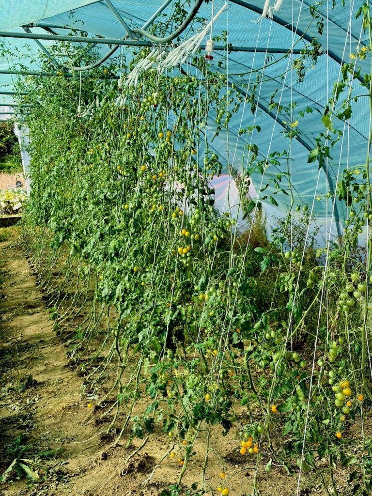 Oelsberger-Gartengemuese-2026-20-768x1024 Timo & Line vom Oelsberger Gartengemüse – Qualität, Frische, Geschmack & Aroma sind das Wichtigste