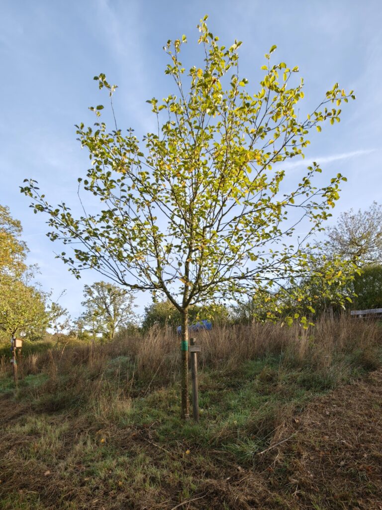 Baum_Carola-768x1024 Berghausen: ein glückliches Dorf im Einrich