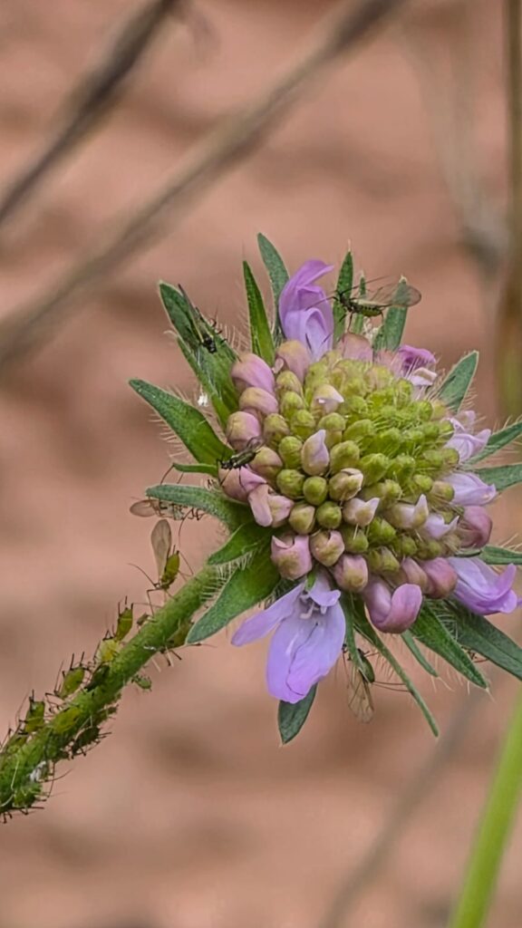 Blattlaeus-an-Scabiosa-columbaria-576x1024 Eine gärtnerische Zeitenwende für den Artenschutz! Und das nicht nur im eigenen Garten.
