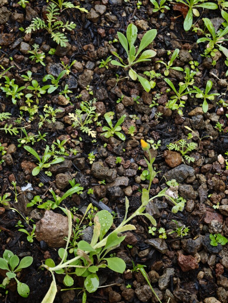 Frank_2_11a-771x1024 Eine gärtnerische Zeitenwende für den Artenschutz! Und das nicht nur im eigenen Garten.