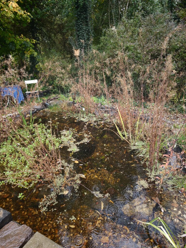 Frank_2_17a-768x1024 Eine gärtnerische Zeitenwende für den Artenschutz! Und das nicht nur im eigenen Garten.