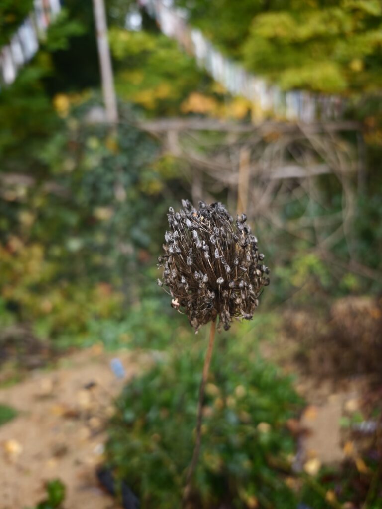 Frank_2_18a-768x1024 Eine gärtnerische Zeitenwende für den Artenschutz! Und das nicht nur im eigenen Garten.