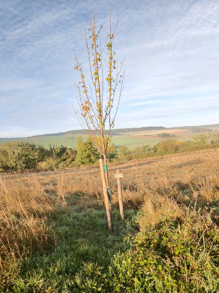 Graefin-von-Paris_Baum-767x1024 Berghausen: ein glückliches Dorf im Einrich