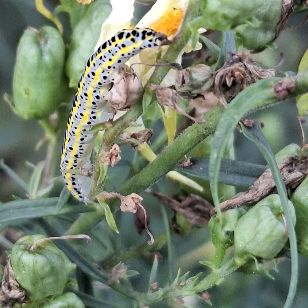 Raupe-der-Moechseule_wird-ein-Nachtfalter-1024x1024 Eine gärtnerische Zeitenwende für den Artenschutz! Und das nicht nur im eigenen Garten.