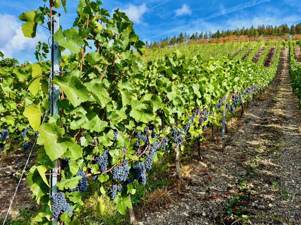 Weinlese-Weingut-Loos-Doerscheid-2026-100-1024x768 Weingut Loos in Dörscheid - wo sich Schiefer, Sonne und Handwerk in feinen Weinen ausdrücken