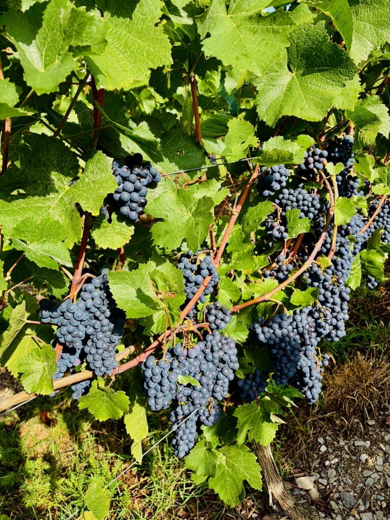 Weinlese-Weingut-Loos-Doerscheid-2026-102-768x1024 Weingut Loos in Dörscheid - wo sich Schiefer, Sonne und Handwerk in feinen Weinen ausdrücken
