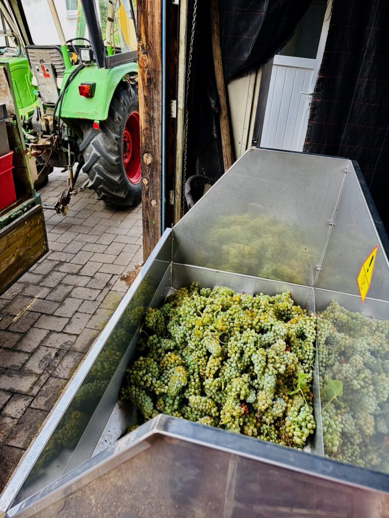 Weinlese-Weingut-Loos-Doerscheid-2026-107-768x1024 Weingut Loos in Dörscheid - wo sich Schiefer, Sonne und Handwerk in feinen Weinen ausdrücken
