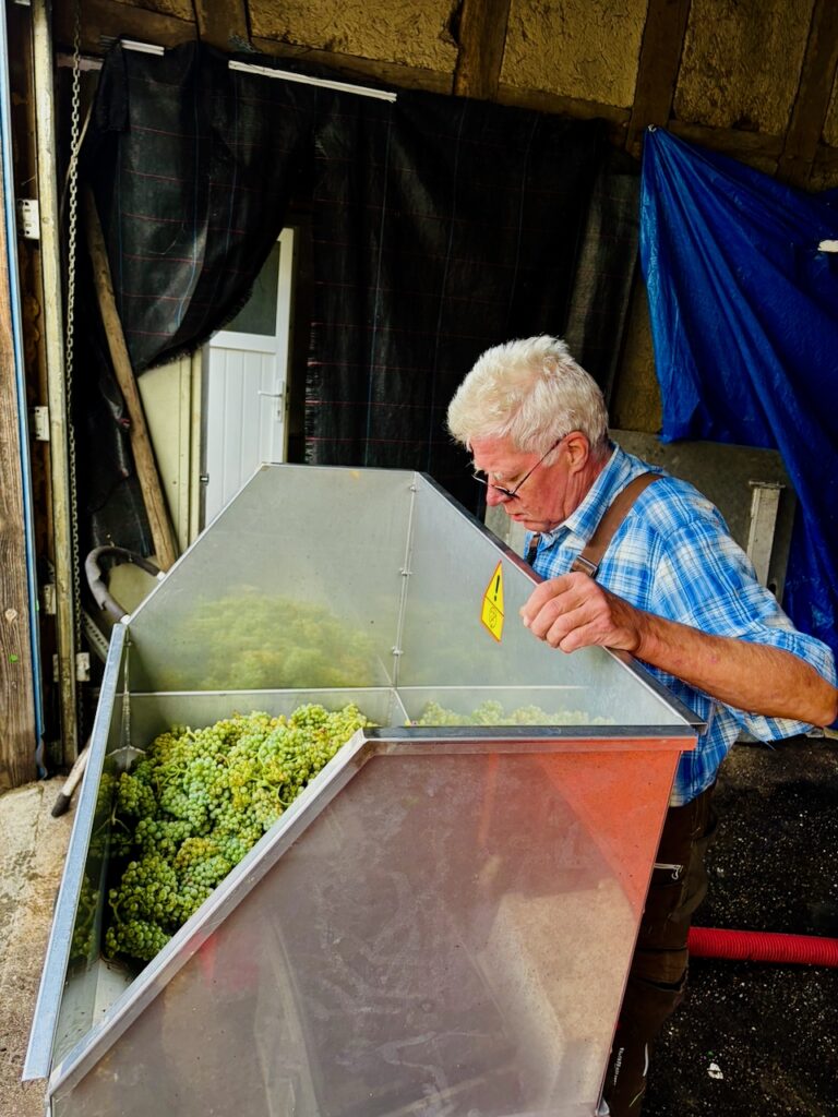 Weinlese-Weingut-Loos-Doerscheid-2026-108-768x1024 Weingut Loos in Dörscheid - wo sich Schiefer, Sonne und Handwerk in feinen Weinen ausdrücken